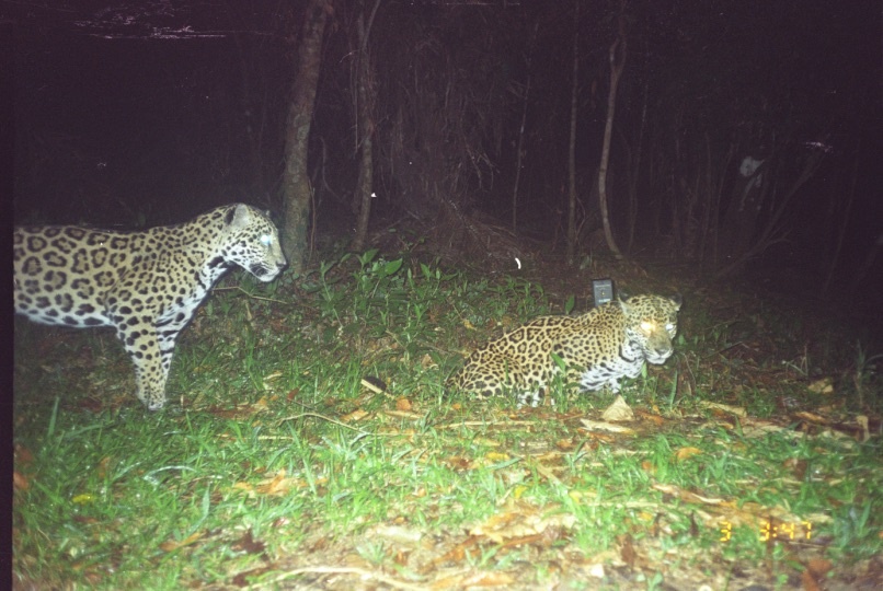 Two Jaguars crouched in the grass at night
